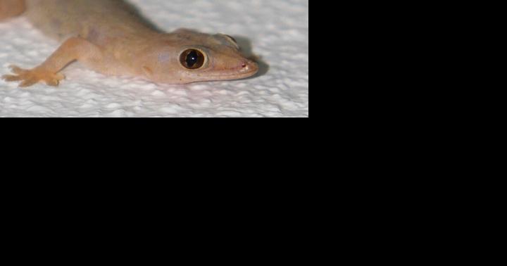 Are geckos dangerous to cats? - Vimarsana News