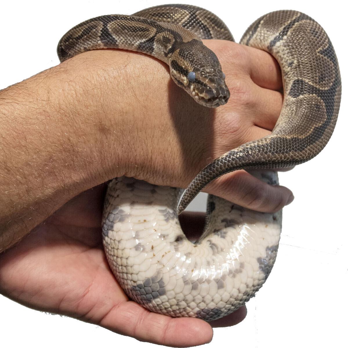 Python found in Key West yard Local News