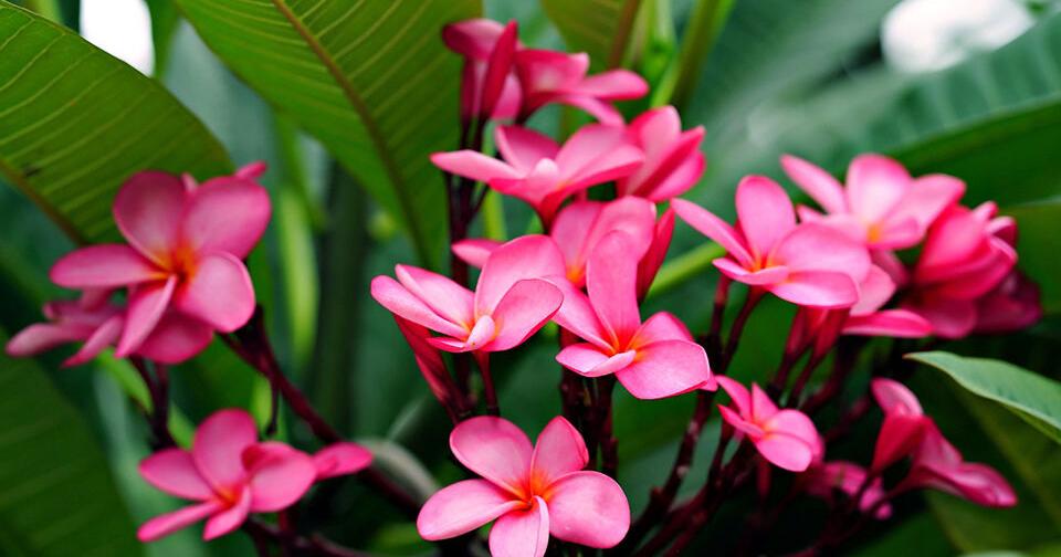 Plumeria shares in magic of regeneration