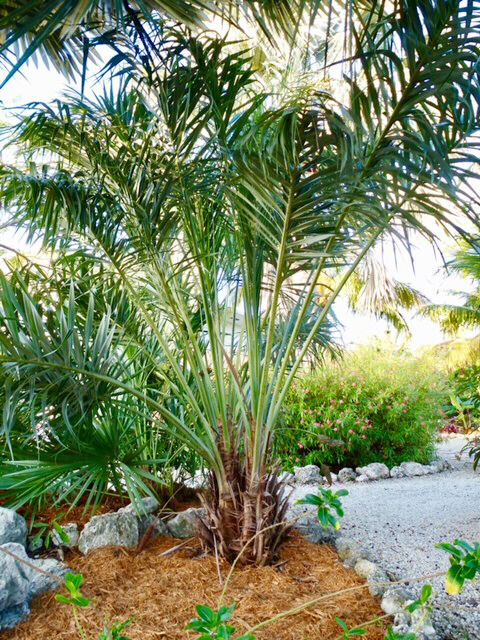 A special palm for every location | Keys Homes | keysnews.com
