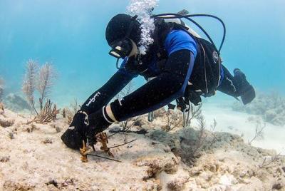 Coral restoration project at Eastern Dry Rocks awarded $5 million grant ...