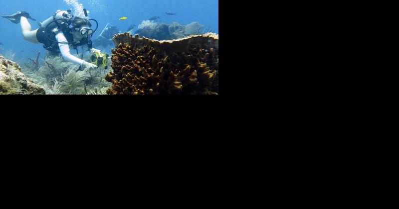 New program teaches underwater research - Vimarsana News