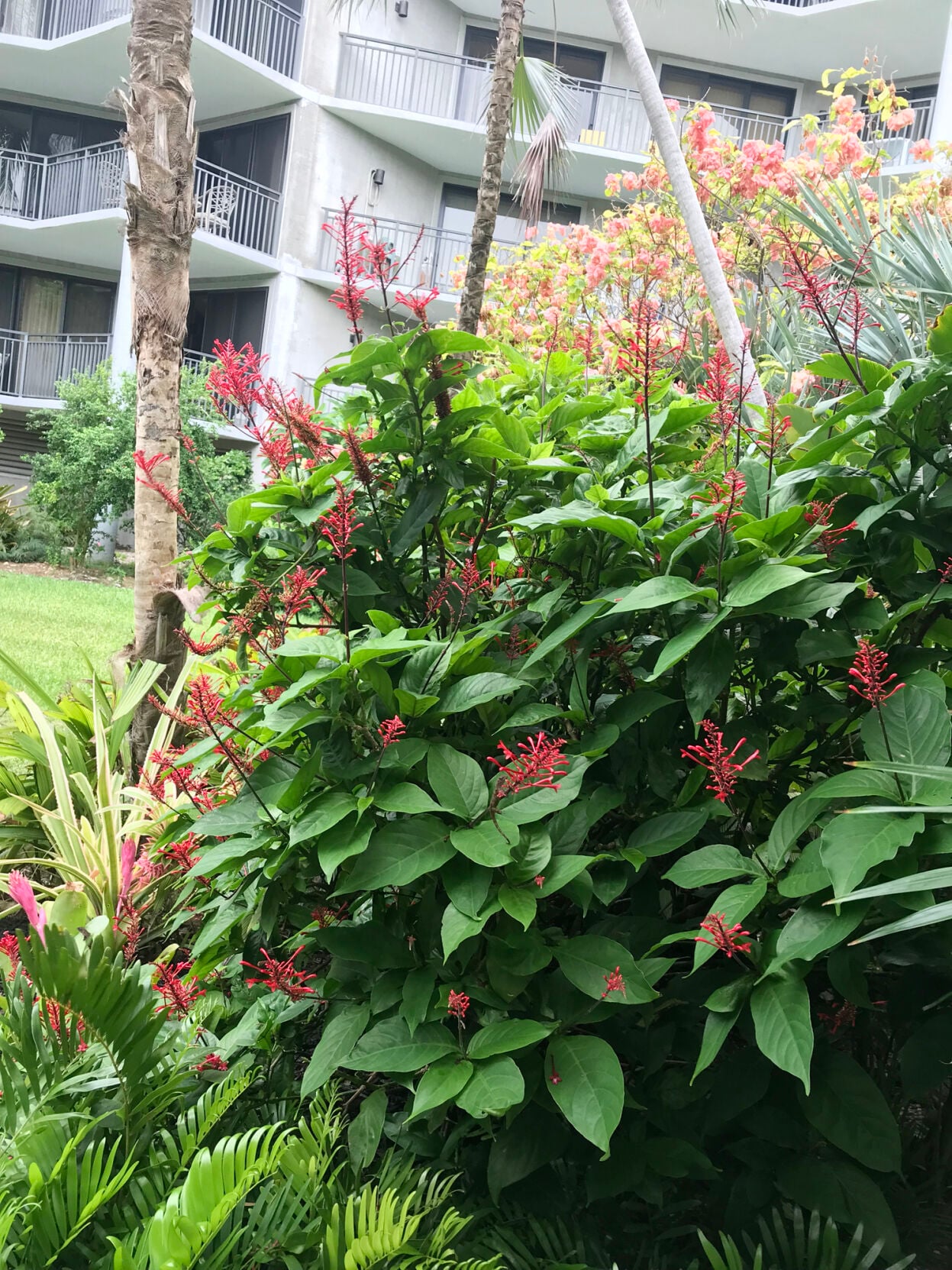 climbing plants that are evergreen Scented Star Jasmine evergreen Climbing Trachleospermum large plants main image 0