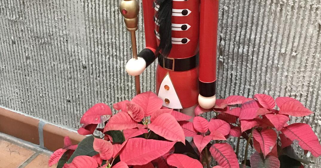 Christmas plant began as a weed in Mexico