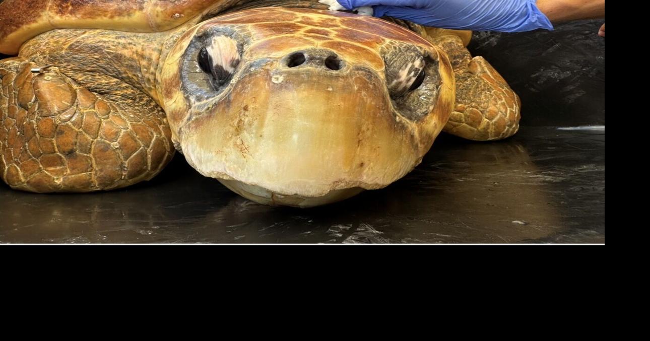 Rescued loggerhead sea turtle returns to the sea Friday