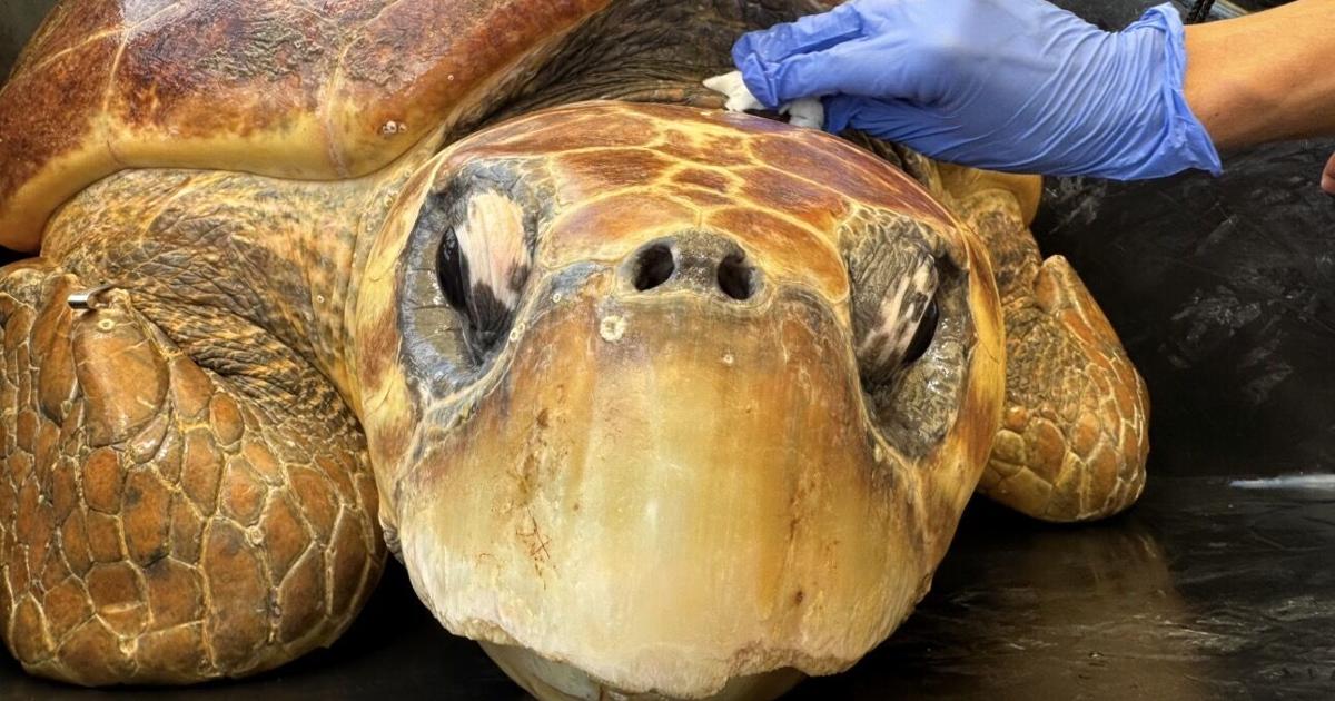 Rescued loggerhead sea turtle returns to the sea Friday