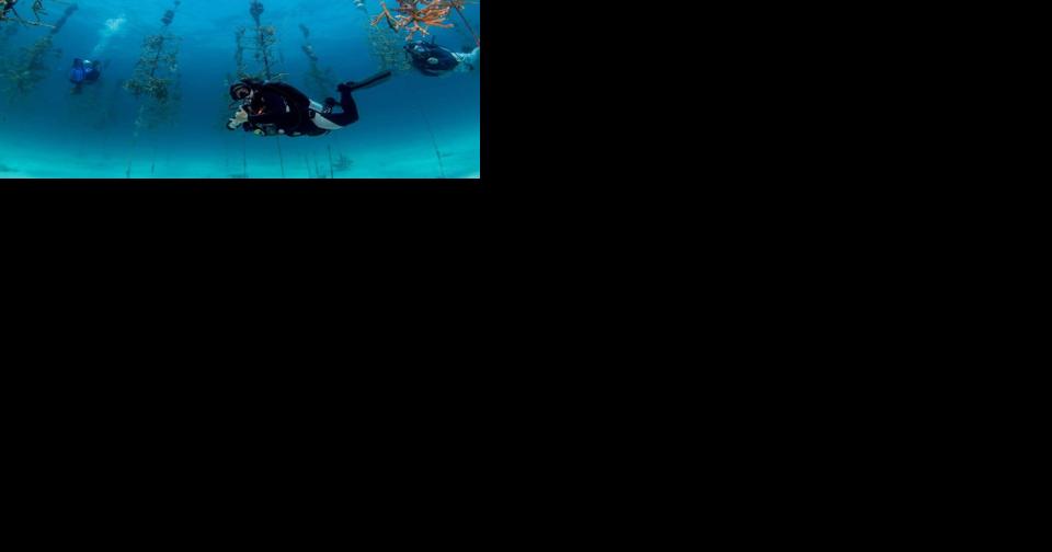 Reef Renewal USA, with corporate partners, on mission to plant 10,000 coral by July 31 - Vimarsana News