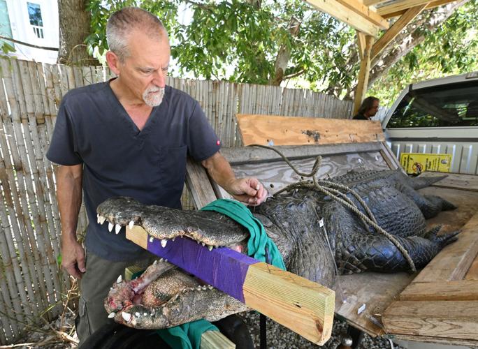 Local vet treats alligator's broken jaw | Local News | keysnews.com