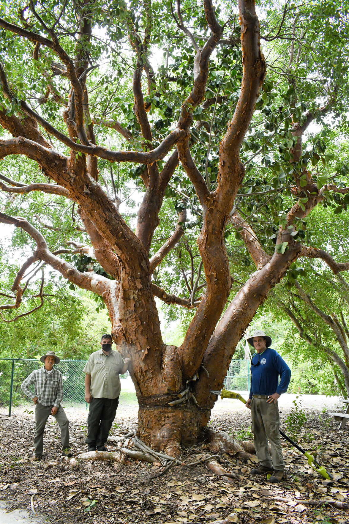 Islamorada gumbo limbo tree is nation's largest | Local News