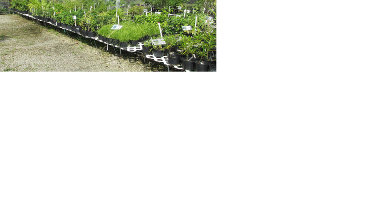 Botanical Garden to host plant sale - Vimarsana News
