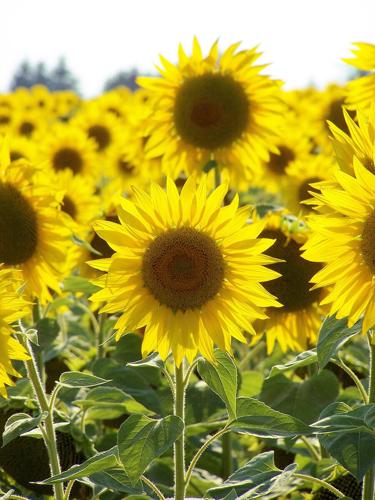 Sunflowers