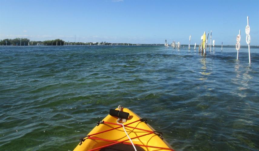 The history of Toilet Seat Cut revealed Features