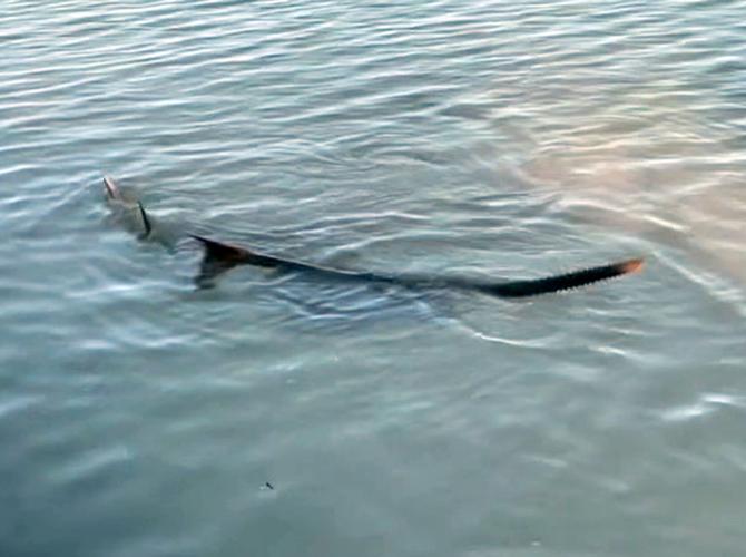 $2 million requested for sawfish research in Florida Keys