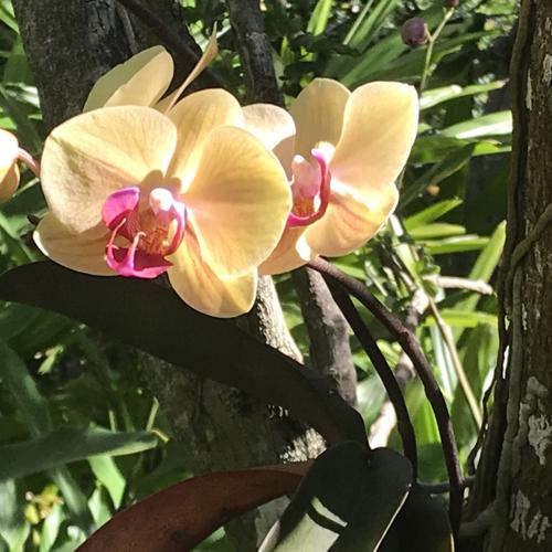 Orchids Want Food And Sex