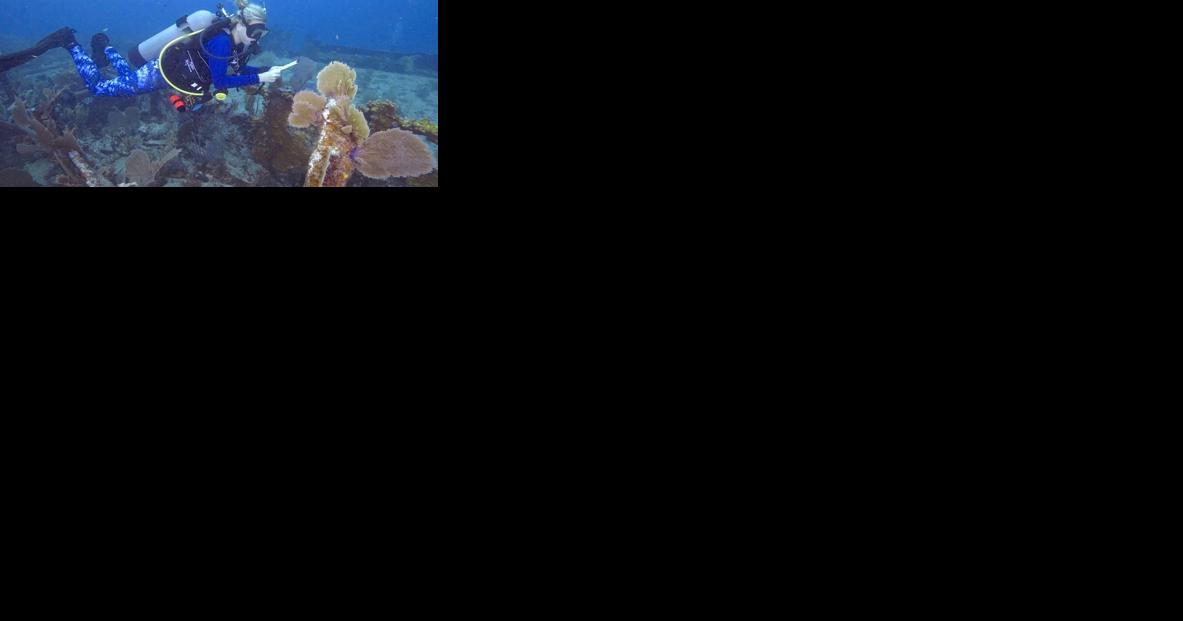 Ocean lovers can dive, snorkel and kayak to celebrate marine life at Reef Fest - Vimarsana News