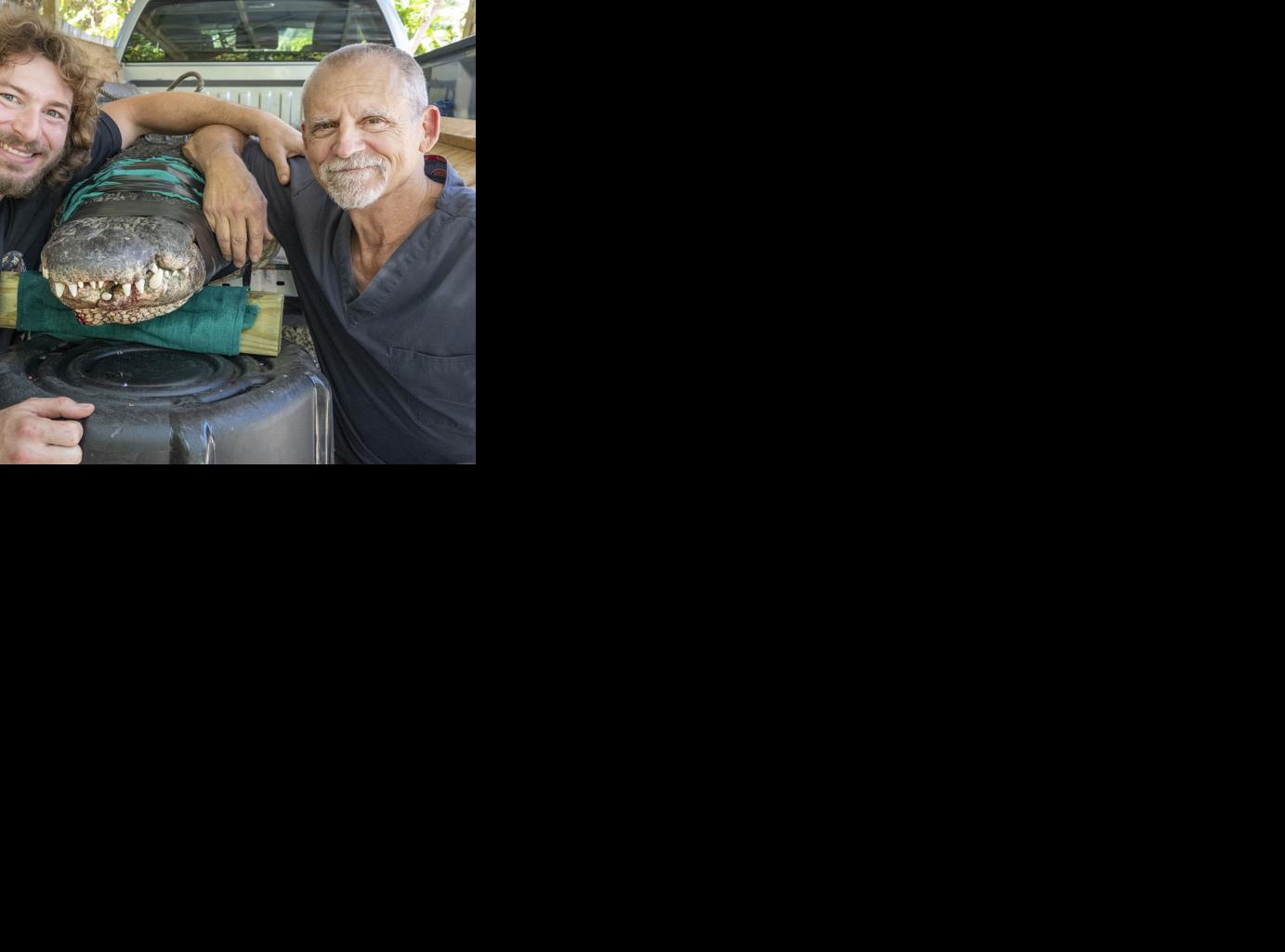 Local vet treats alligator's broken jaw | Local News | keysnews.com