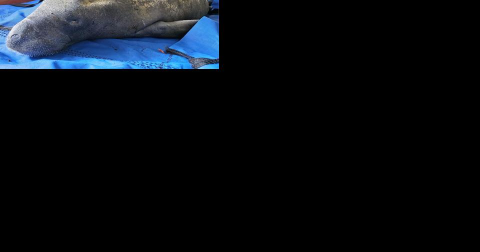 Manatee rescued from Key Largo canal - Vimarsana News