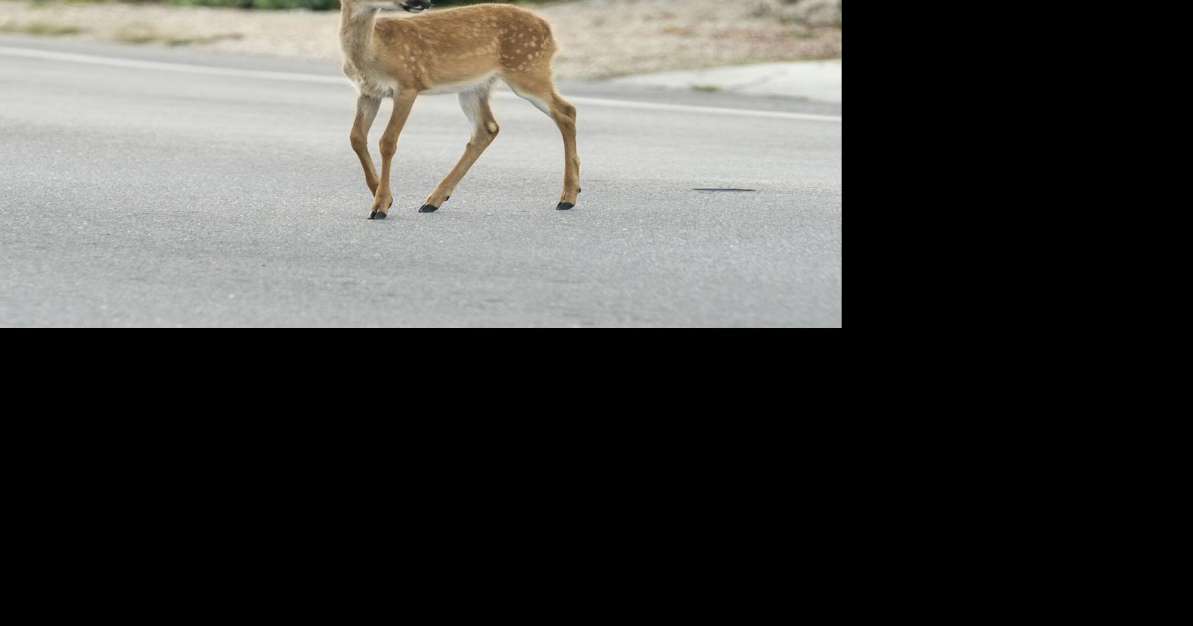 CFK works to remove deer from its Big Pine Key property