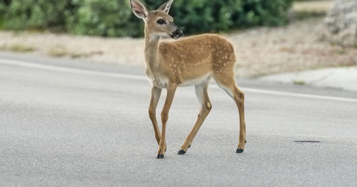 CFK works to remove deer from its Big Pine Key property