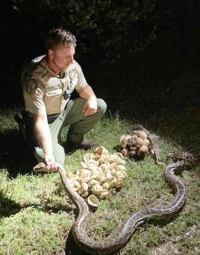 Registration opens for annual Florida Python Challenge | Local News ...