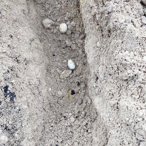 Iguana nest creates 'sinkhole' in road - Vimarsana News