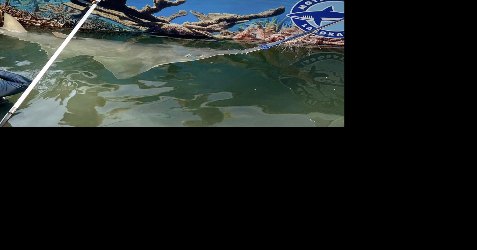 Fish events continue to bewilder researchers | Local News | keysnews.com