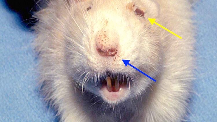Can Rats Cry My pet rat is crying blood! | Columns | keysnews.com