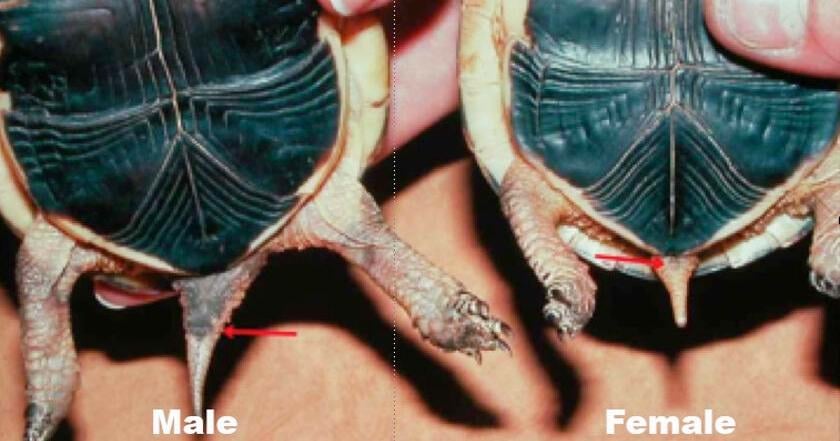 Turtle Column How do I stop my turtles from breeding? | Columns | keysnews.com
