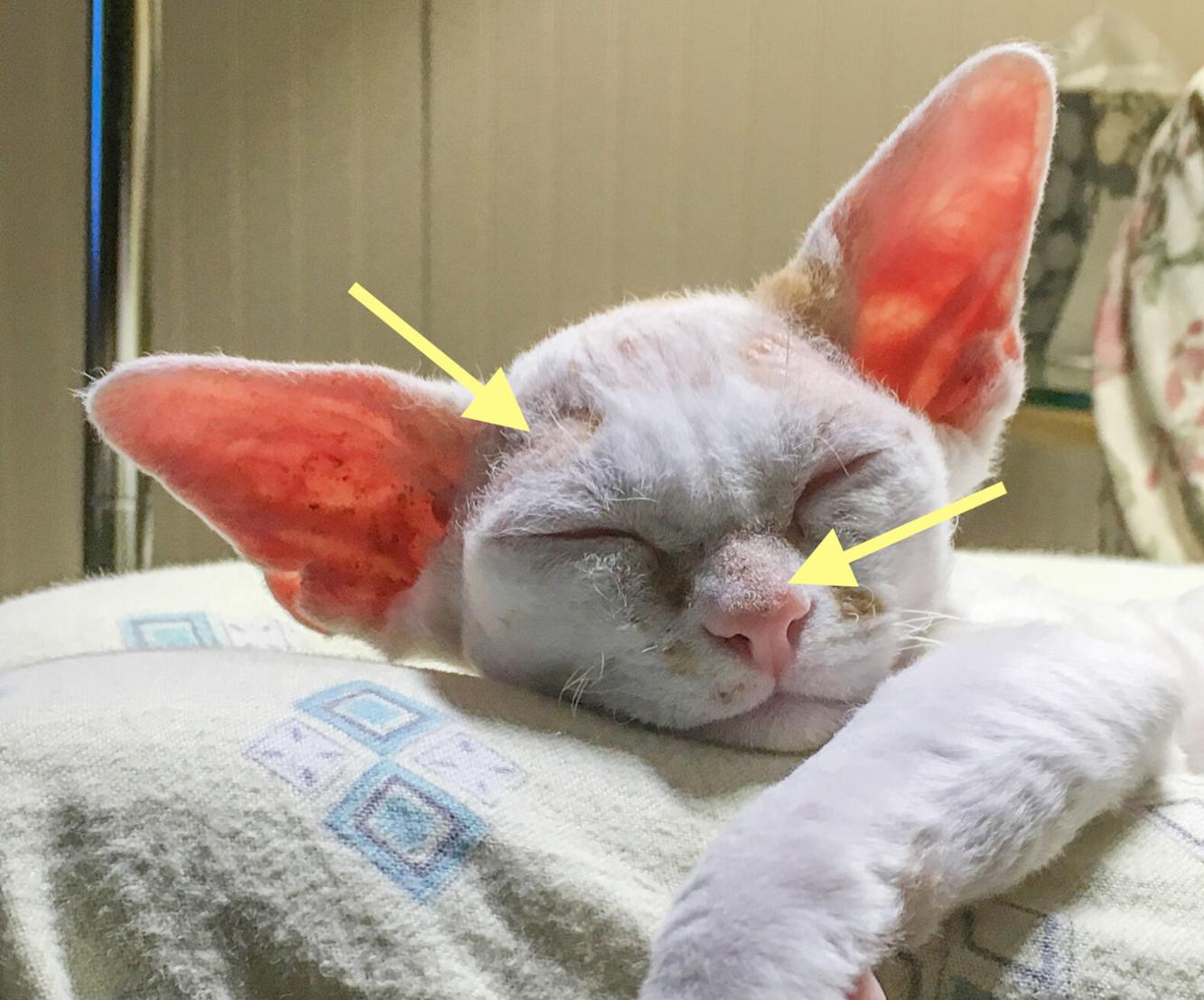 Ringworm can affect pets and people! Columns