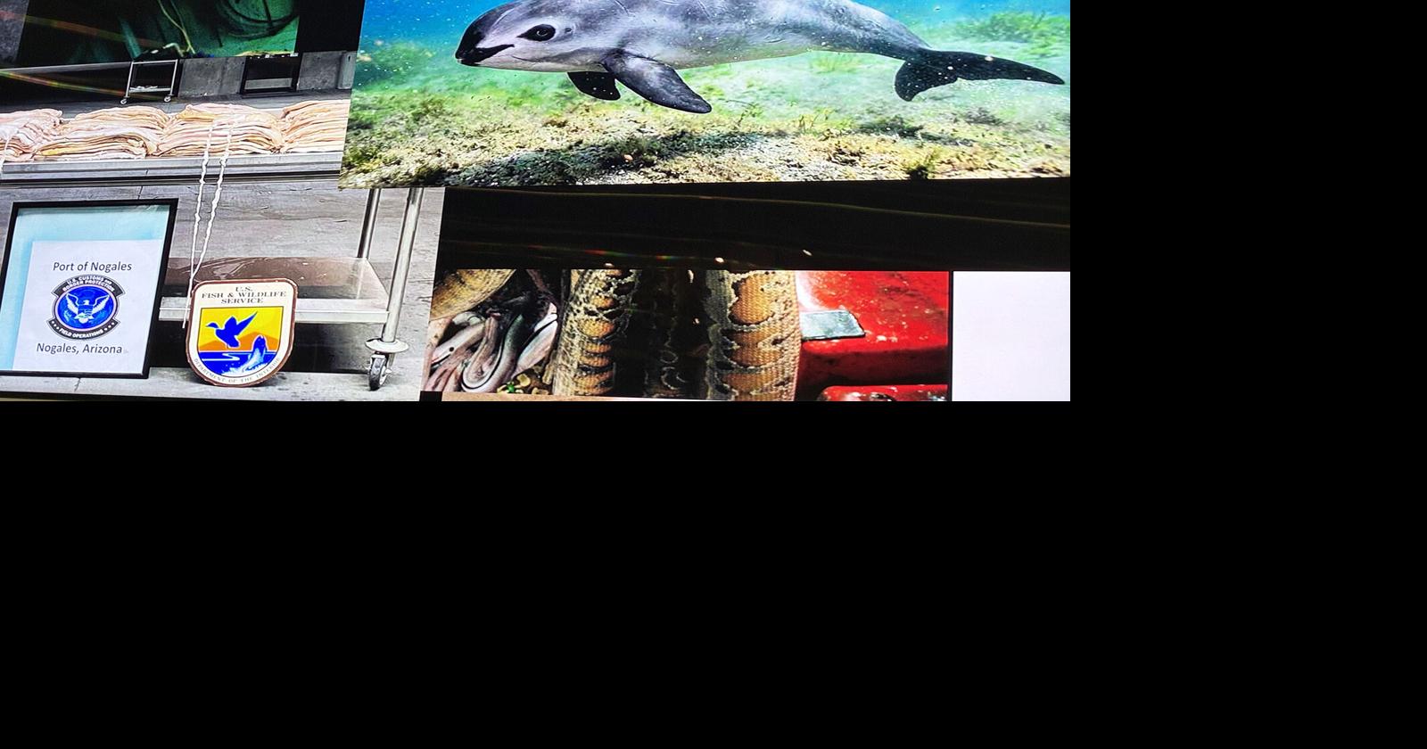 Illegal animal harvesting nabbed by U.S. Customs and Fish & Wildlife officers_9158 JZB photo of REEF presentation 10-15-26.jpg