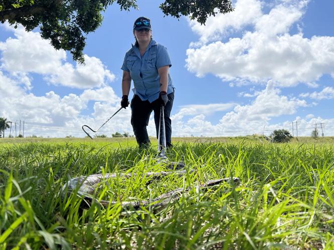 Registration opens for annual Florida Python Challenge | Local News ...