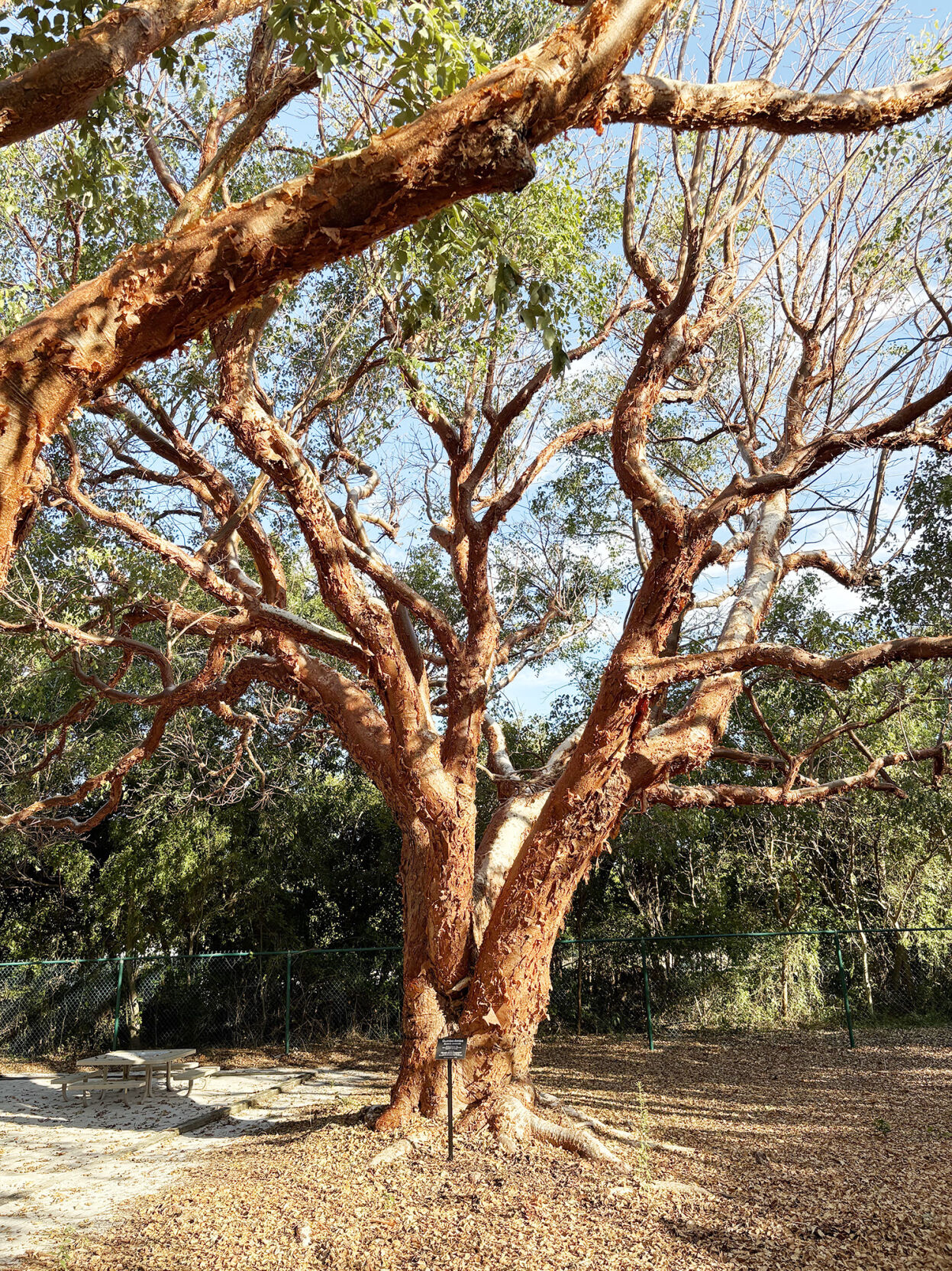Islamorada gumbo limbo tree is nation's largest | Local News