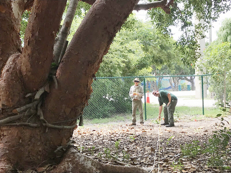 Islamorada gumbo limbo tree is nation's largest | Local News