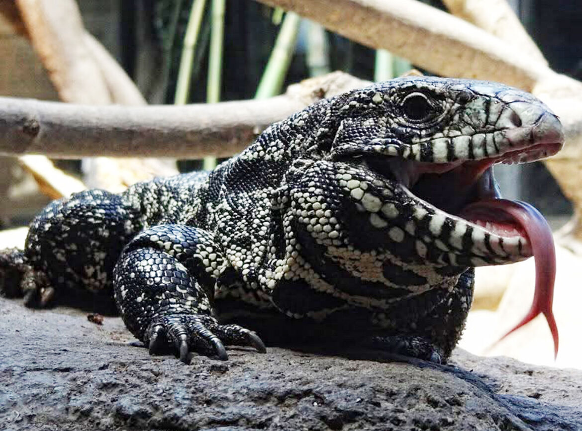 67d445cb2a3cf.image.jpg?crop=