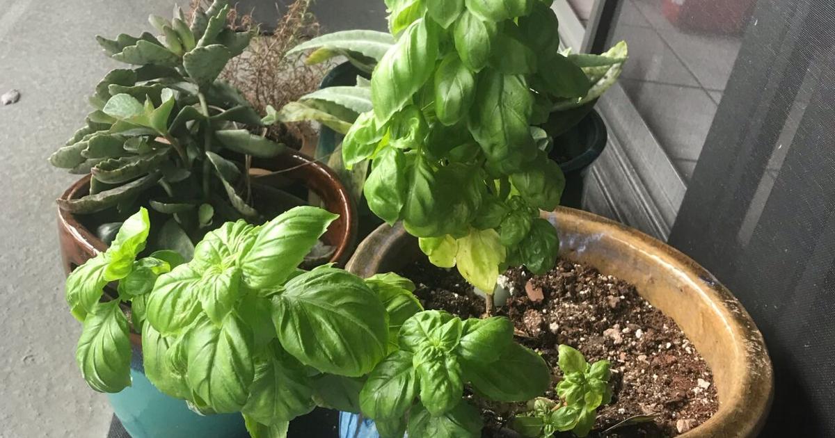 Put a potted plant on your porch
