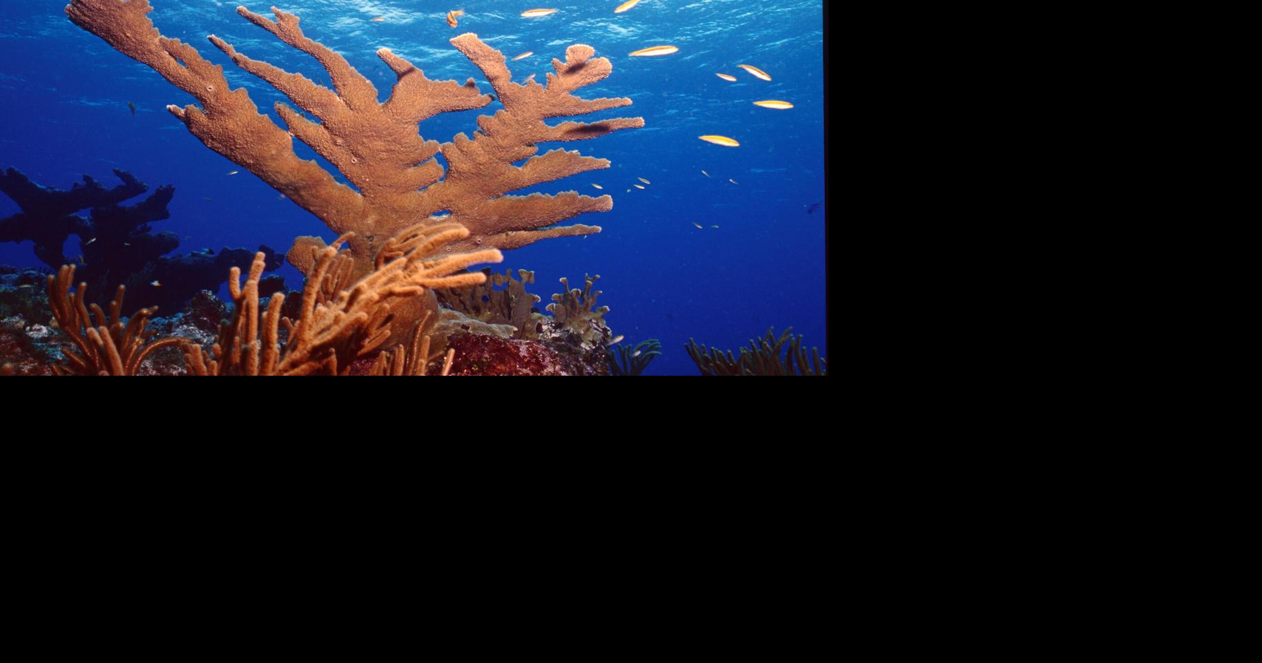 Programs aim to use children to help save Florida reef | Local News ...
