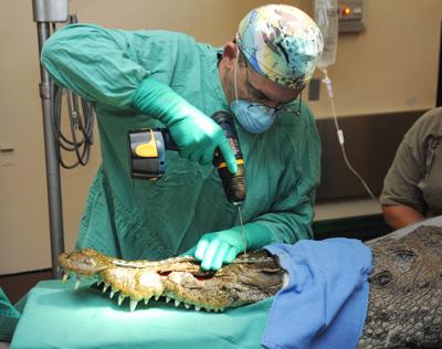 What Do I Need To Do To Become A Veterinarian Columns Keysnews Com