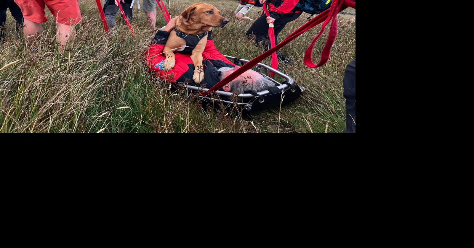 Injured dog stretchered to safety after falling into ravine