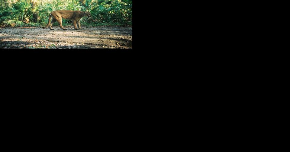 Rebounding panthers consuming more deer, study finds - Vimarsana News