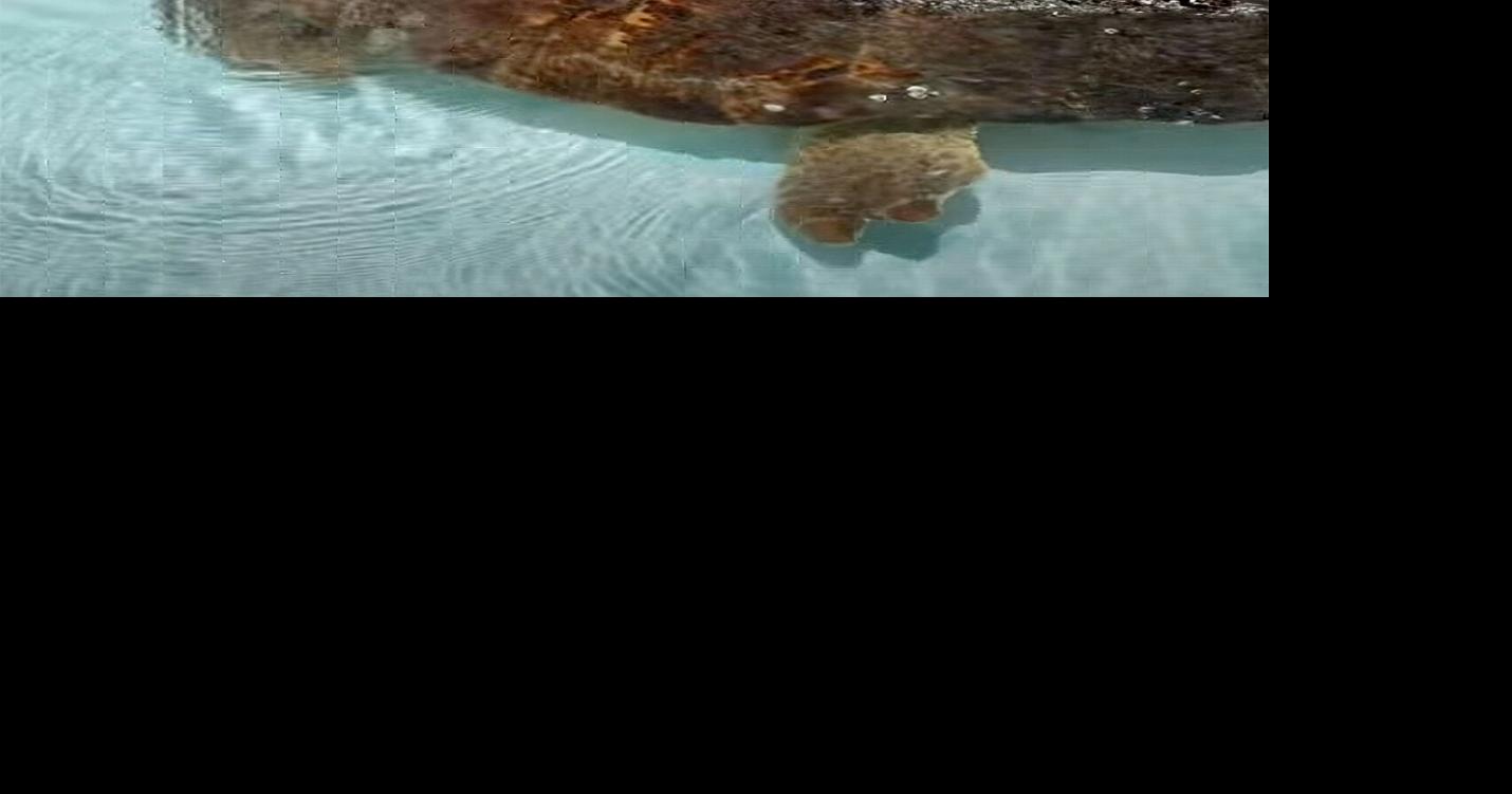 300-pound loggerhead sea turtle rescued off Sugarloaf Key