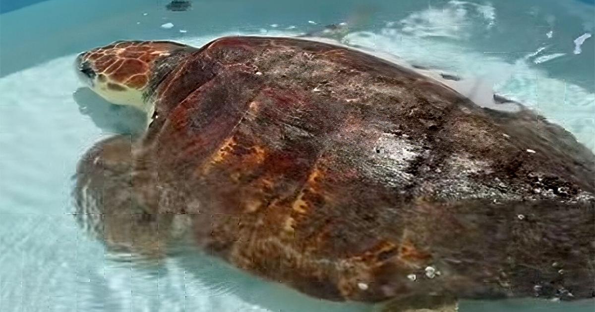 300-pound loggerhead sea turtle rescued off Sugarloaf Key