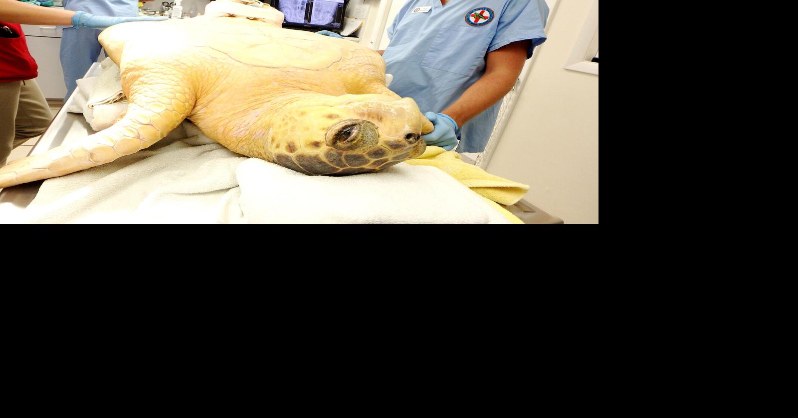 Turtle Hospital turns 40 | Local News | keysnews.com
