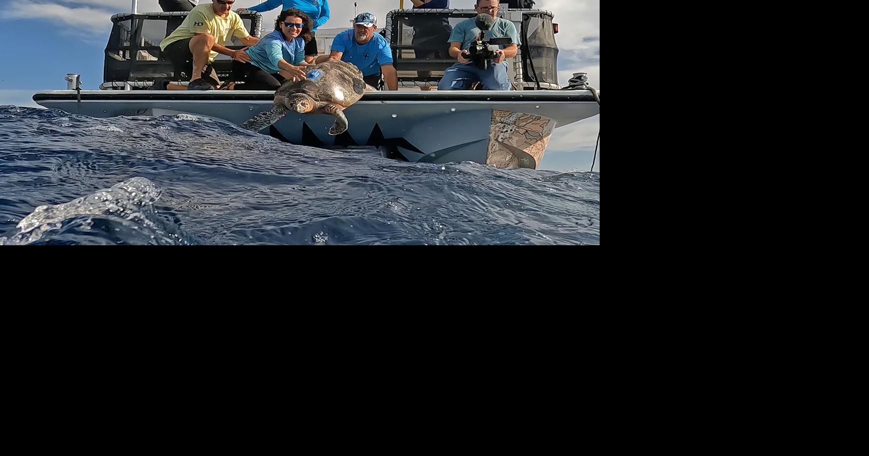 Rare rehabilitated hawksbill sea turtle released off Florida Keys ...