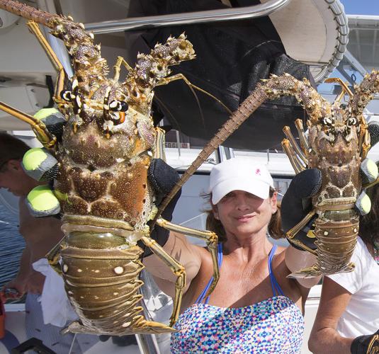 Lobster 'miniseason' gets underway on Wednesday Local News