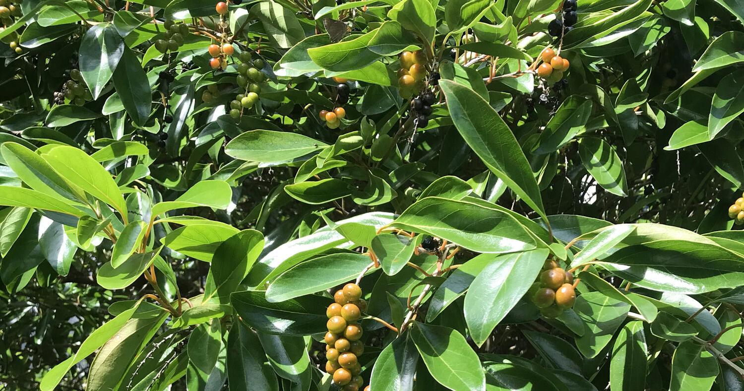 Tree planting to help native species - Vimarsana News