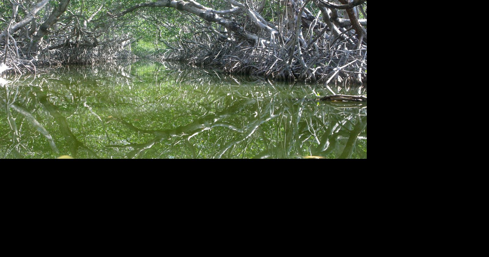 Magical, majestic mangroves