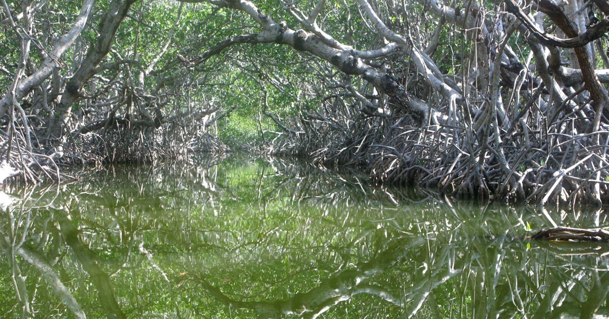 Magical, majestic mangroves