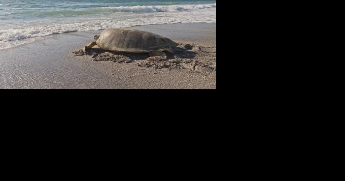 Marathon seeks help to protect sea turtle nests - Vimarsana News