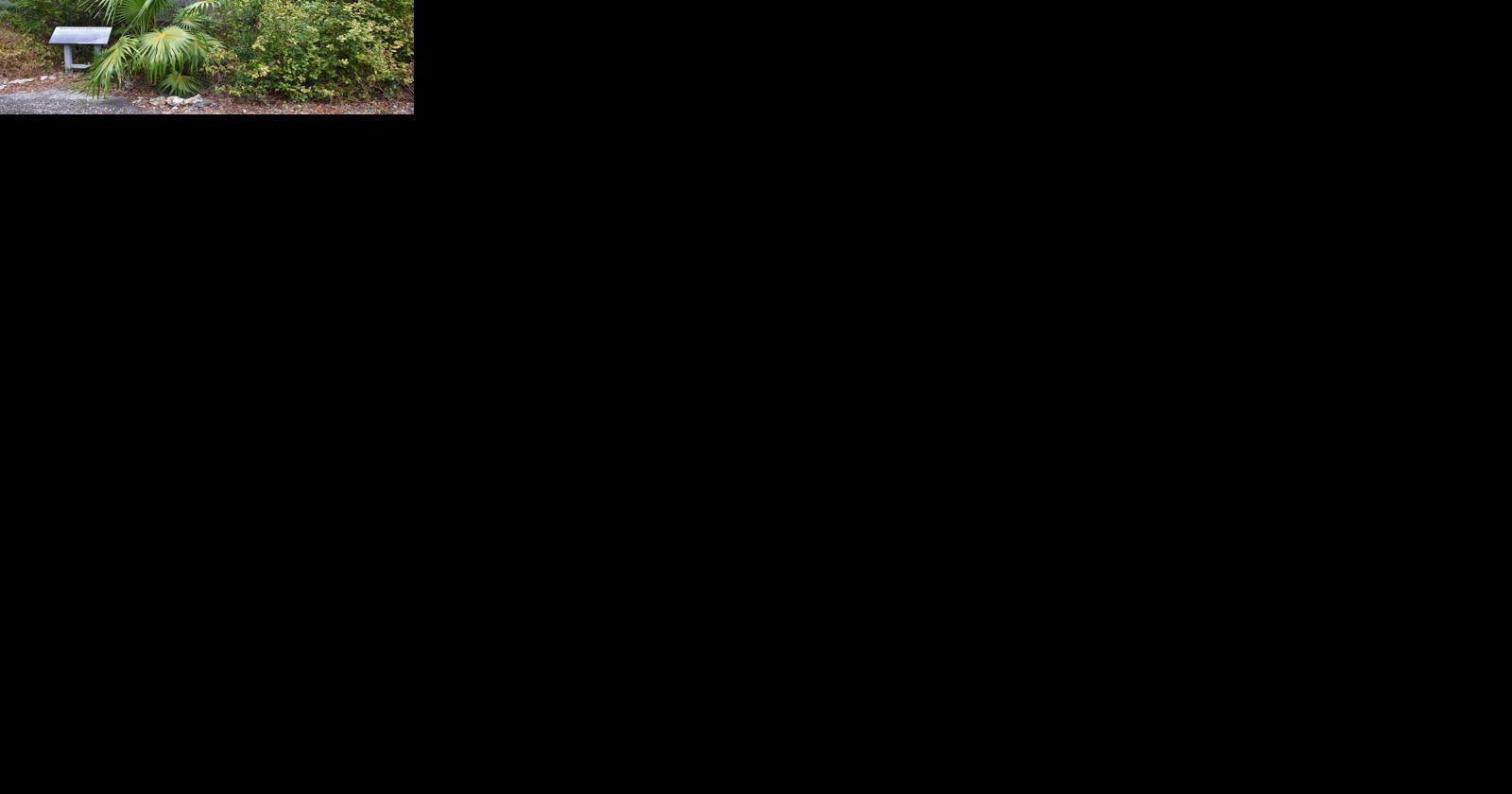 'Flying forward' into a new bird center in Marathon | Local News - Vimarsana News