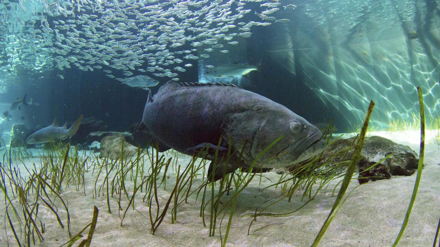 FWC to discuss Goliath grouper, lobster mini-season and sharks - Vimarsana News